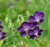 Photo of free Clump of Geranium Phaem Plants (Lightwater GU18) #1