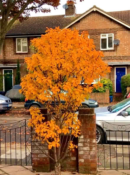 Photo of free Small/medium size morello cherry tree (Bog Gate TW10) #4