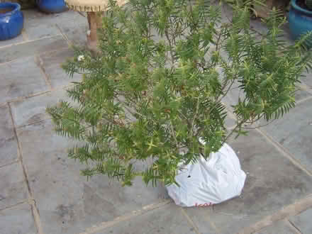 Photo of free Large Hebe plant (Durrington BN13) #1