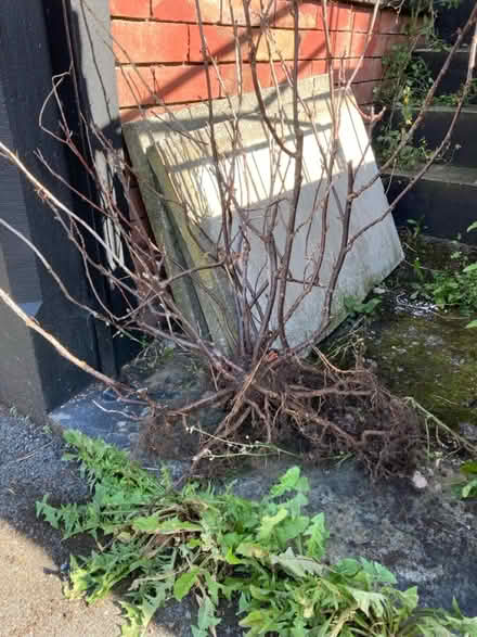 Photo of free Red currant Bush (Heeley S2) #1