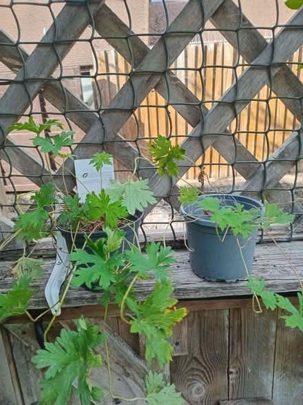 Photo of free 2 small geranium plants. (Eastbourne BN20) #1