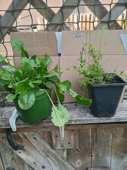 Photo of free 2 small pots of plants (Eastbourne BN20) #1
