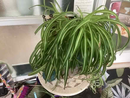 Photo of free Spider plant (Chilwell NG9) #1
