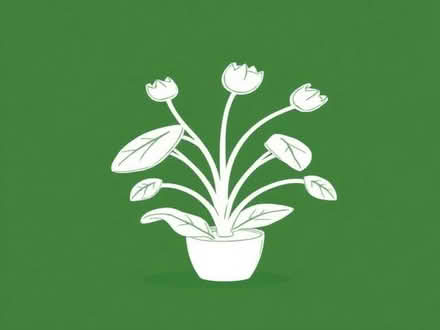 Photo of Sanseverias, Mother-in-Law's Tongue Plant (Bricket Wood AL2) #1