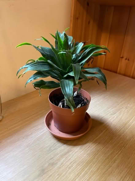 Photo of free Small plant (Salford M3) #2