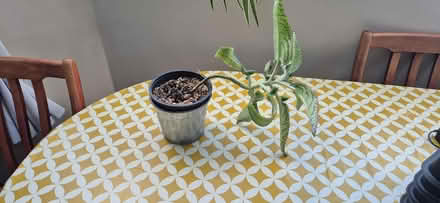 Photo of free mother of thousands plant (Caversham RG4) #1