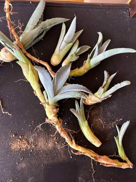 Photo of free Agave Americana pups (East side: Speedway & Harrison) #1