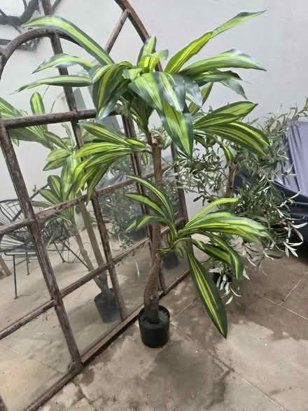 Photo of free Fake palm (Sw7 5qx) #1