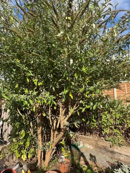 Photo of free Butterfly tree (Buddleia) (Hereford HR1) #1