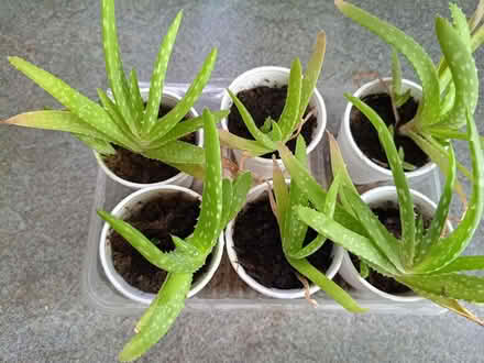 Photo of free Baby aloe Vera plants (Welling DA7) #1