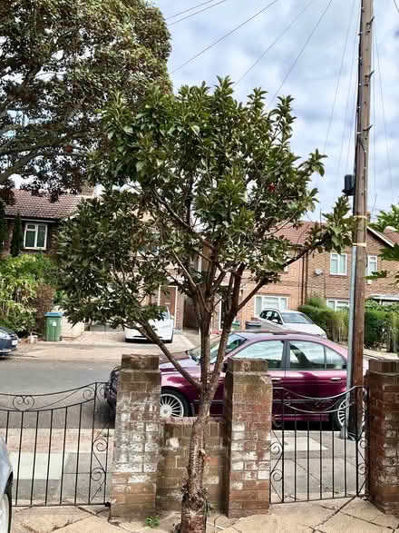 Photo of free Small/medium size morello cherry tree (Bog Gate TW10) #1