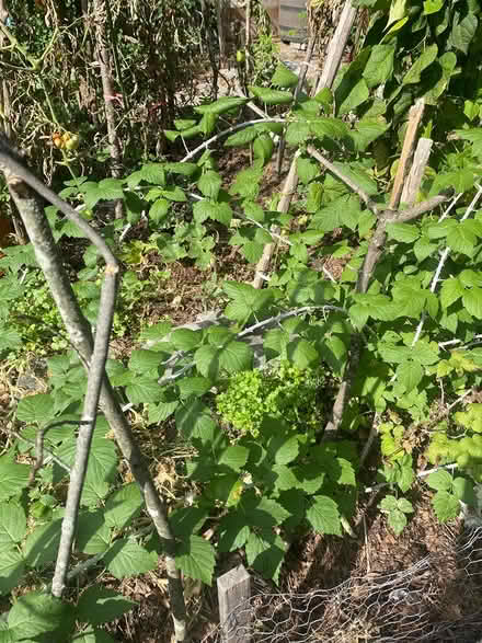Photo of free Raspberry canes (Orleans) #1