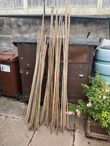 Photo of free Garden canes (Carlton notts) #1