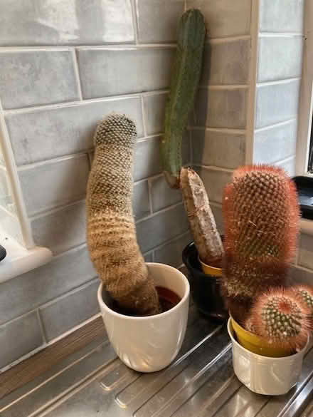 Photo of free 3 Cactus Plants (Sunbury on Thames TW16) #1