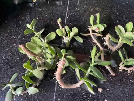 Photo of free Jade Plant/Money Tree Cuttings (gatley SK8) #1