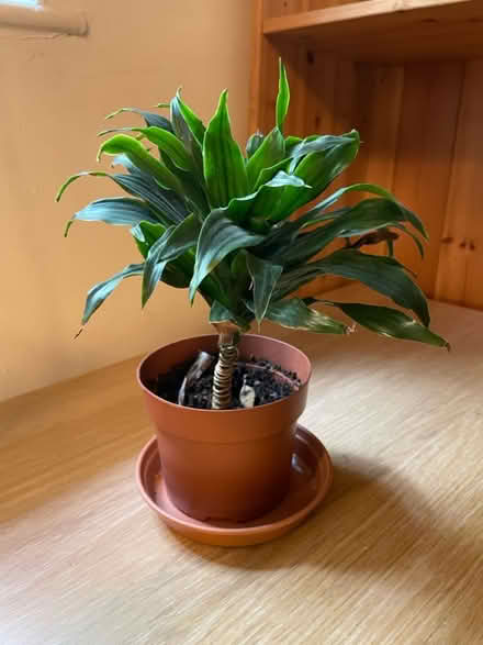 Photo of free Small plant (Salford M3) #1