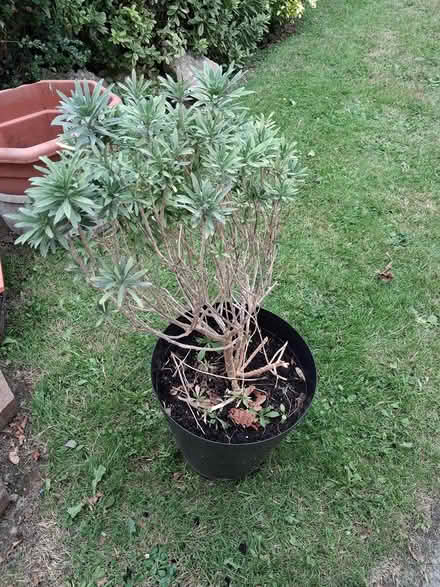 Photo of free Everlasting wallflower plant (Kilmacud) #1