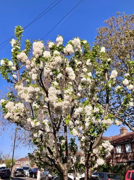 Photo of free Small/medium size morello cherry tree (Bog Gate TW10) #3