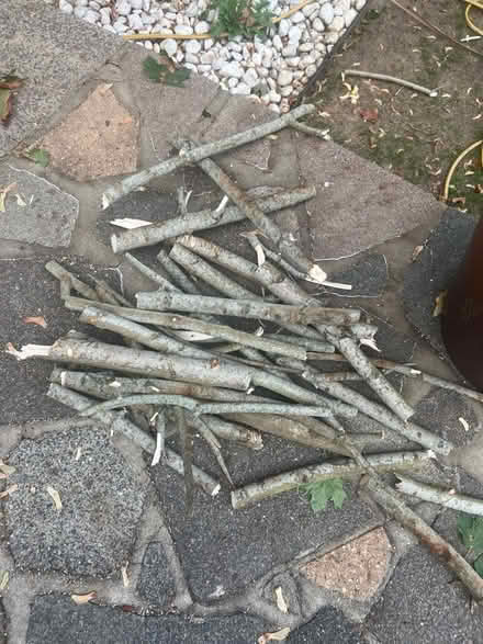 Photo of free Wood Log (Orpington BR6) #2