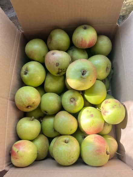 Photo of free Apples (Moortown LS17) #1