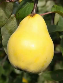 Photo of Large Quinces (Stroud GL5) #1