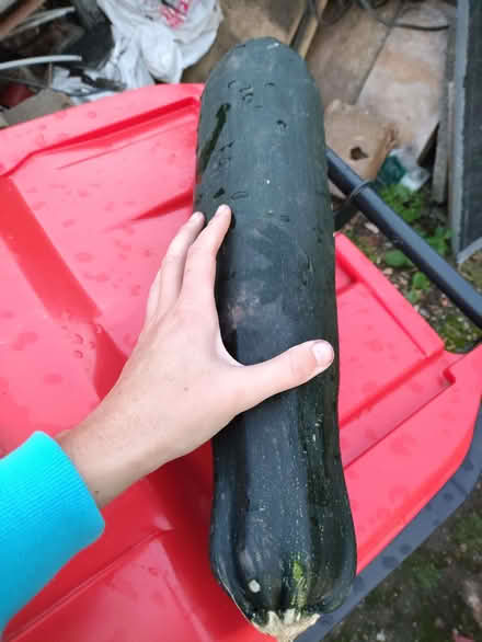 Photo of free Large courgette - we have too many to eat! (Nether Kellet LA6) #2