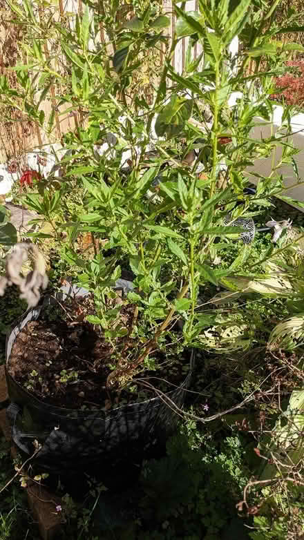 Photo of free Epazote leaves for mexican recipes (Ch3) #1
