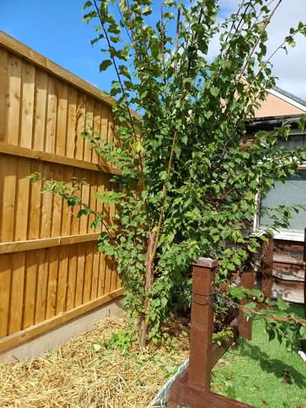 Photo of free Blackthorn bush sloes for gin (Ecclesfield S5) #1