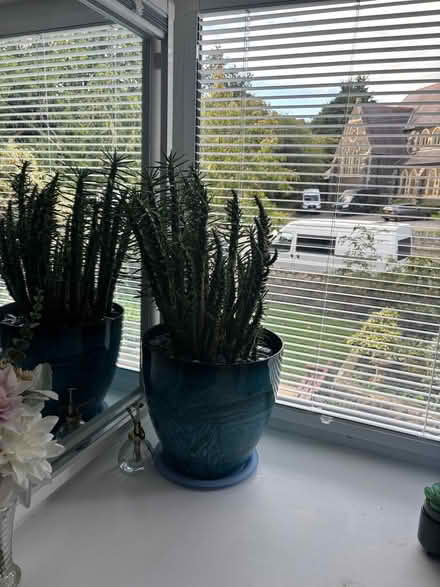 Photo of free Cactus (Colwyn Bay LL29) #2