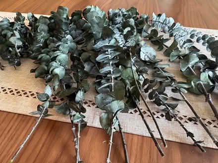 Photo of free Assorted fresh eucalyptus stems (Westboro) #3