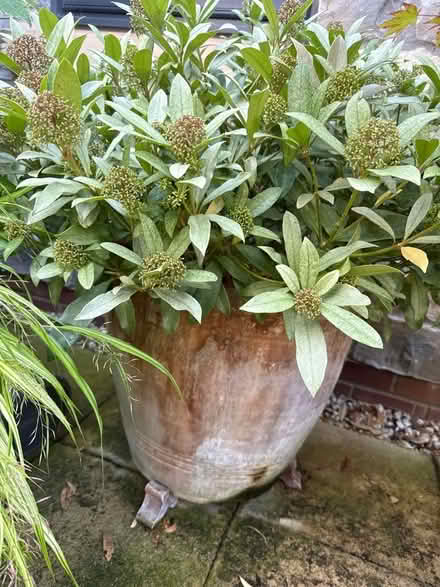 Photo of free 4 Garden pots, 2 containing shrubs (Nailsea BS48) #4