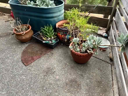 Photo of free Garden pots! Many (Novato) #1