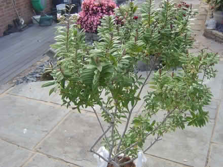 Photo of free Large Hebe plant (Durrington BN13) #1