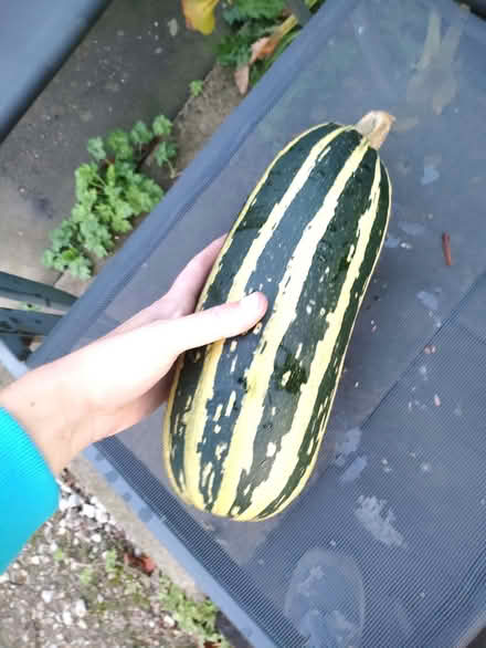 Photo of free Marrow - we have too many! (Nether Kellet LA6) #1