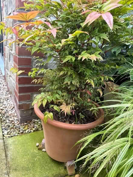 Photo of free 4 Garden pots, 2 containing shrubs (Nailsea BS48) #3