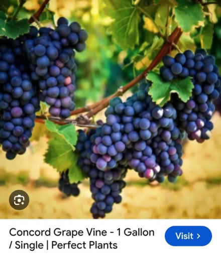 Photo of Ontario concord grape vines (St Claire Gardens) #1