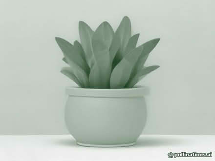 Photo of All Sizes Terracotta Pots, Preferably Outdoor Ones (Broomhall S10) #2