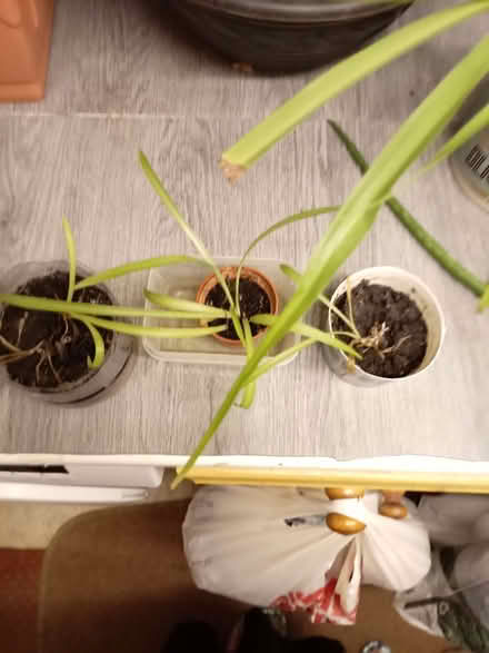 Photo of free rooted baby spider plants (Grantham NG31) #1