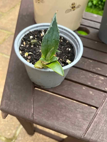 Photo of free Small Agave indoor plant (Bidston CH43) #1