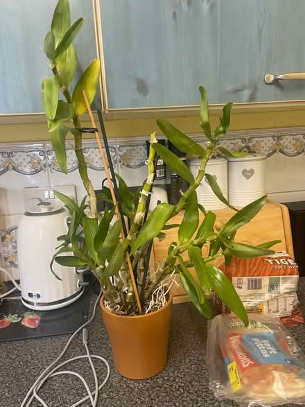 Photo of free Indoor Noble Dendrobium orchid (Southdown BA2) #1
