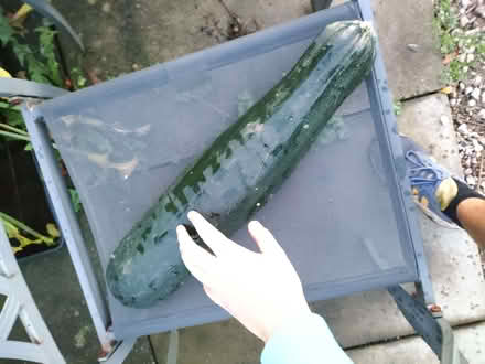 Photo of free Large courgette - we have too many to eat! (Nether Kellet LA6) #1