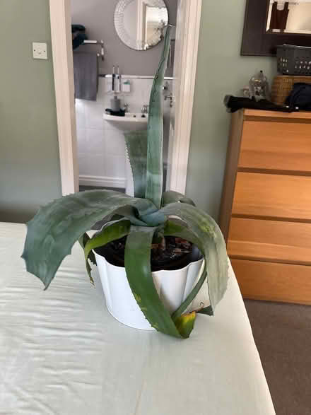 Photo of free Small Agave indoor plant (Bidston CH43) #2