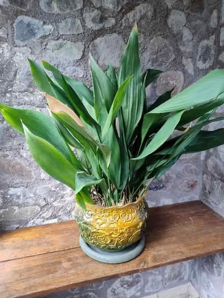 Photo of free Large Aspidistra plant in old decorative pot. (Malvern WR14) #1