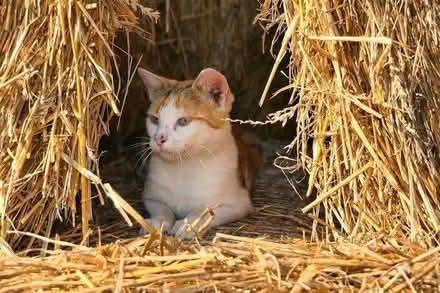 Photo of Plastic Box With Lid 70+ Litre To Make A Cat Shelter (Olive Grove BD7) #2