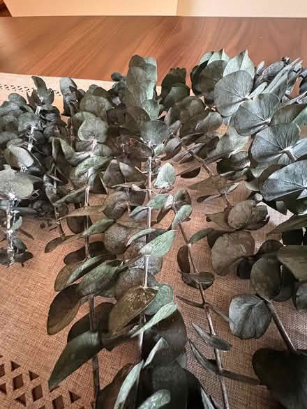 Photo of free Assorted fresh eucalyptus stems (Westboro) #4