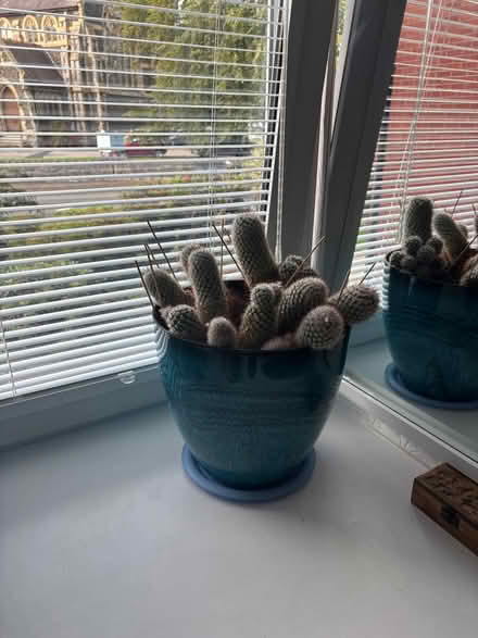 Photo of free Cactus (Colwyn Bay LL29) #1