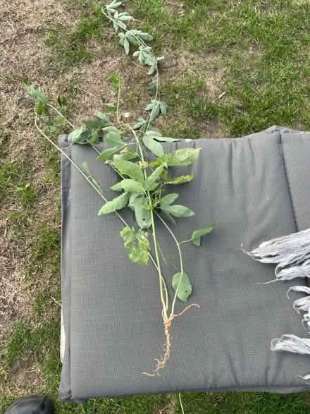 Photo of free Passion flower root (Welling DA16) #1