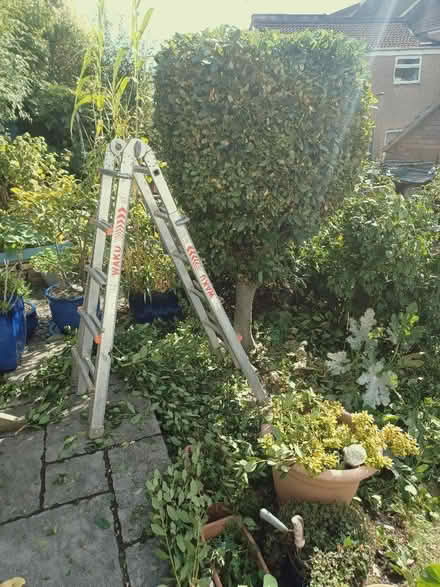 Photo of free Bay leaves (St George BS5) #1