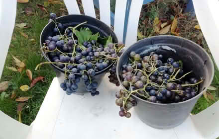 Photo of free Red grapes - with pips (Brookvale RG21) #1