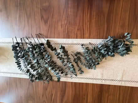 Photo of free Assorted fresh eucalyptus stems (Westboro) #2